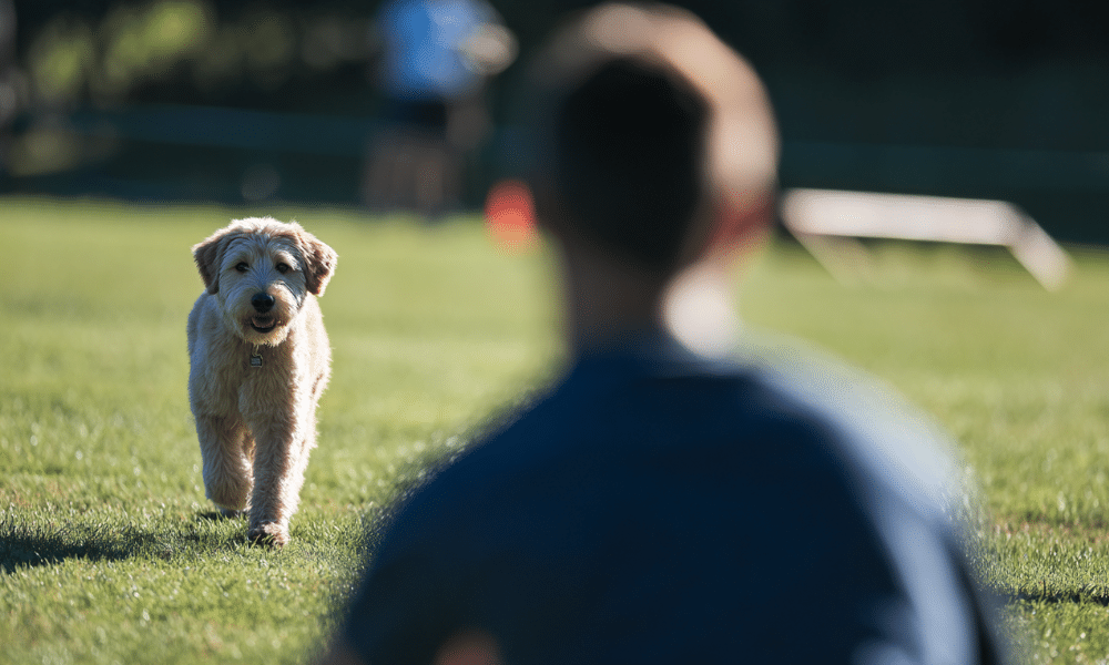 Professional Training Refund