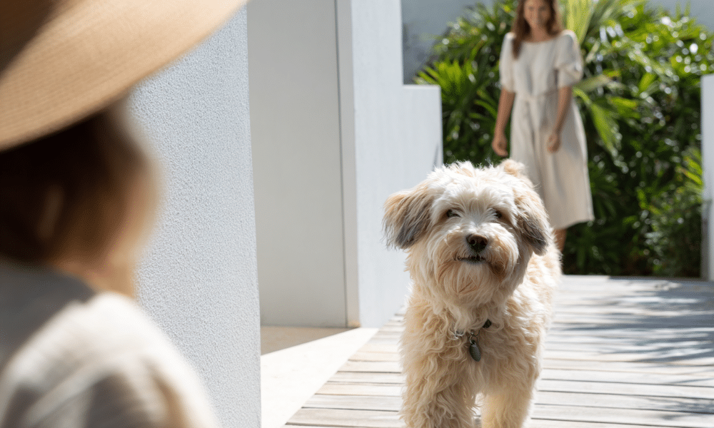 Coverage for Dog Sitters